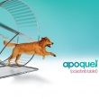 dog on exercise wheel APOQUEL promotion image