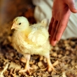 baby chick