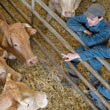 vet producers with beef cattle