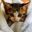 kitten wrapped in blanket