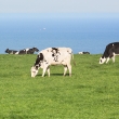 cattle grazing in field